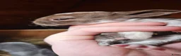 Rex rabbits for sale: Rex & Mini Rex Kits Available - Advert 12