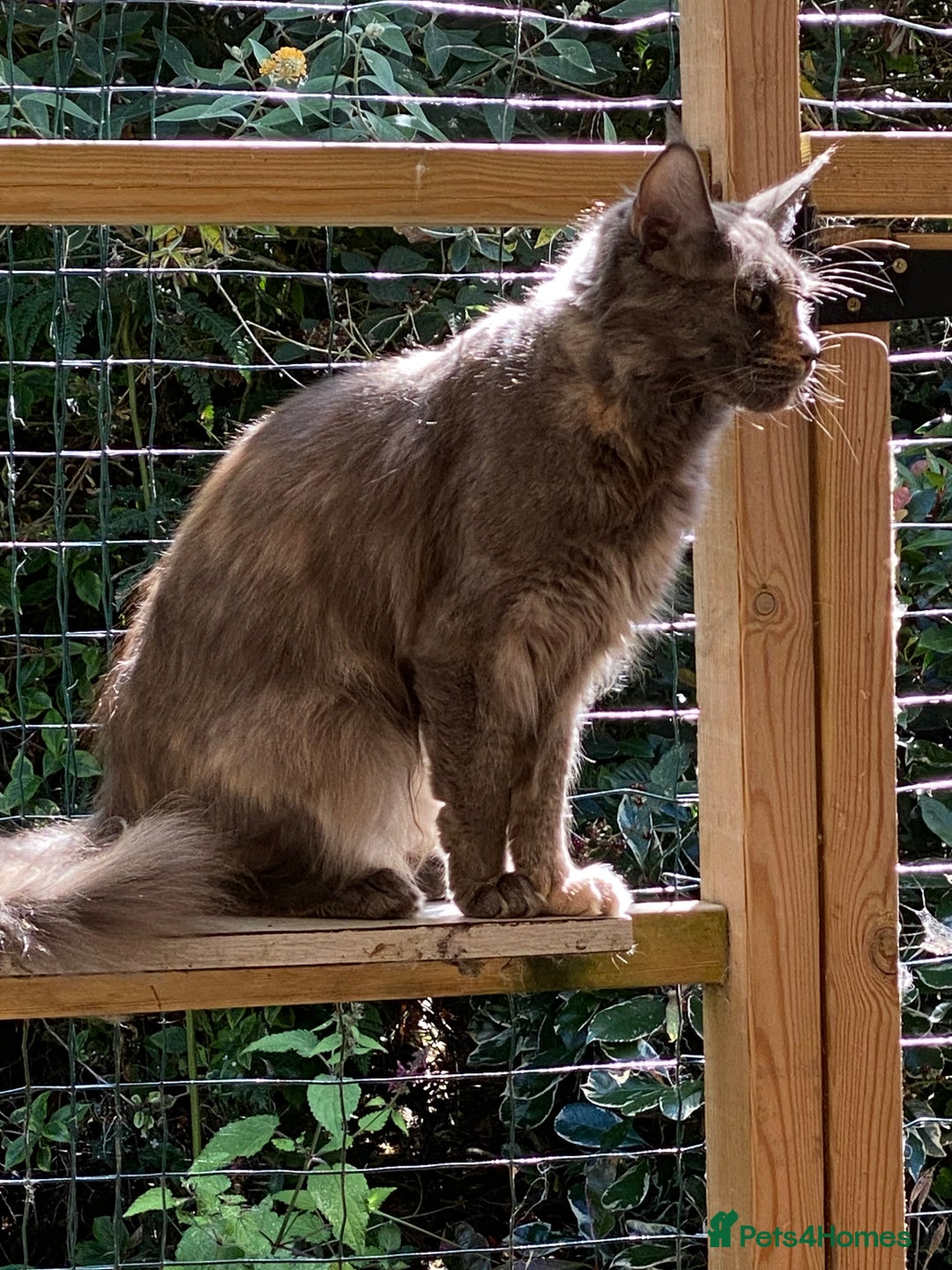 Maine Coon cats for sale: Pure registered active main coon - Image 4