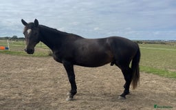 British Warmblood horses for sale: 2 year old Elite warmblood gelding  - Image 4
