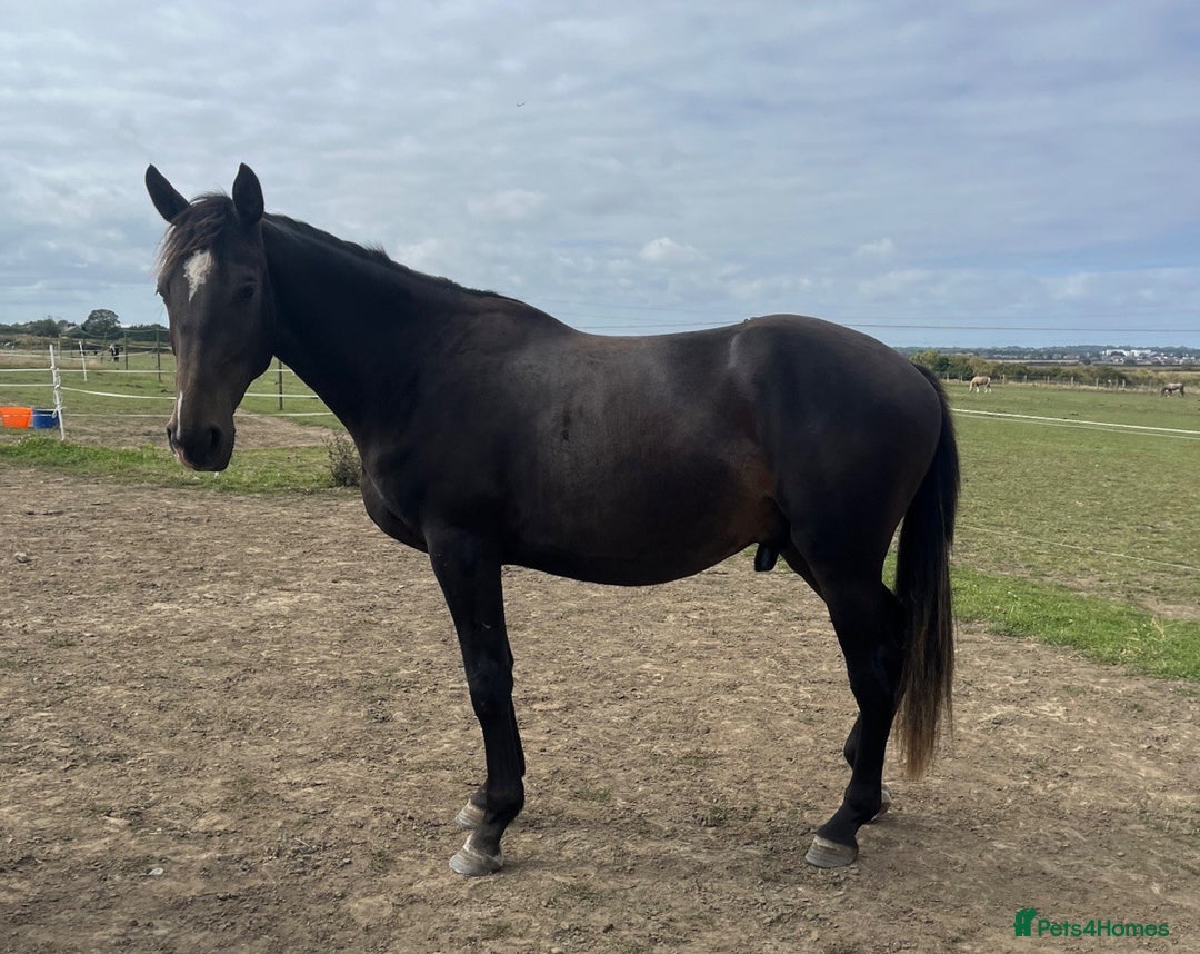 British Warmblood horses for sale: 2 year old Elite warmblood gelding  - Image 4
