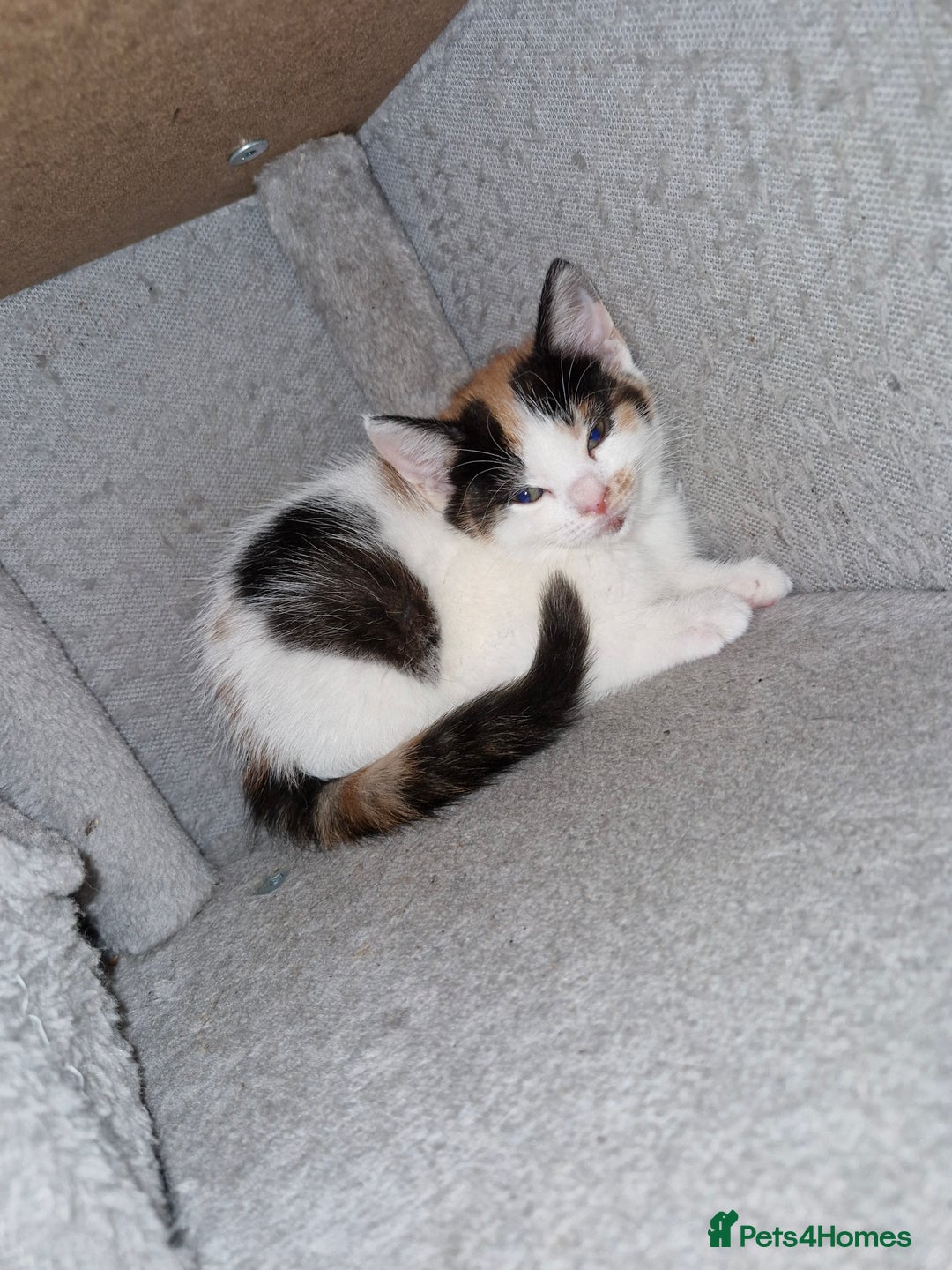 Mixed Breed cats for sale: 2 female kittens - Image 2