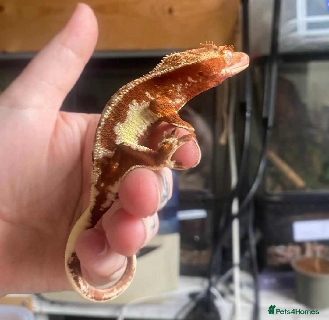 Gecko reptiles for sale: Female Red Lily White crested gecko - Advert 2