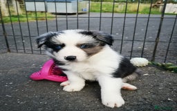 Border Collie dogs for sale: Stunning Fluffy Border Collies Puppies for Sale - Image 31