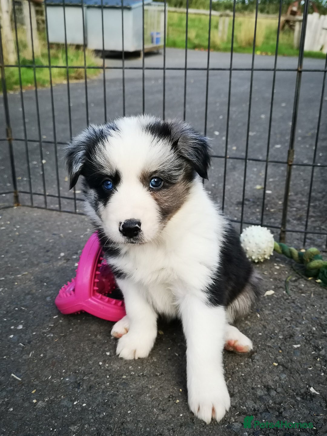Border Collie dogs for sale: Stunning Fluffy Border Collies Puppies for Sale - Image 31
