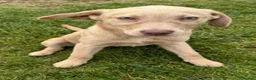 Labrador Retriever dogs for sale: 6 month old champagne girl  - Advert 3