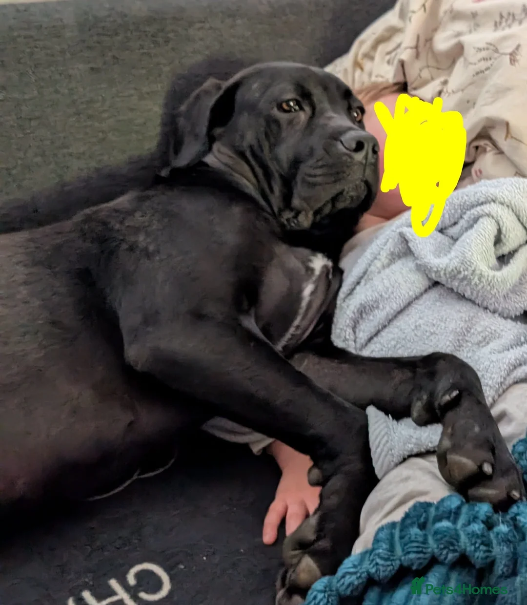 Cane Corso dogs for sale: ⚡Cane Corso puppies ⚡ - Advert 14