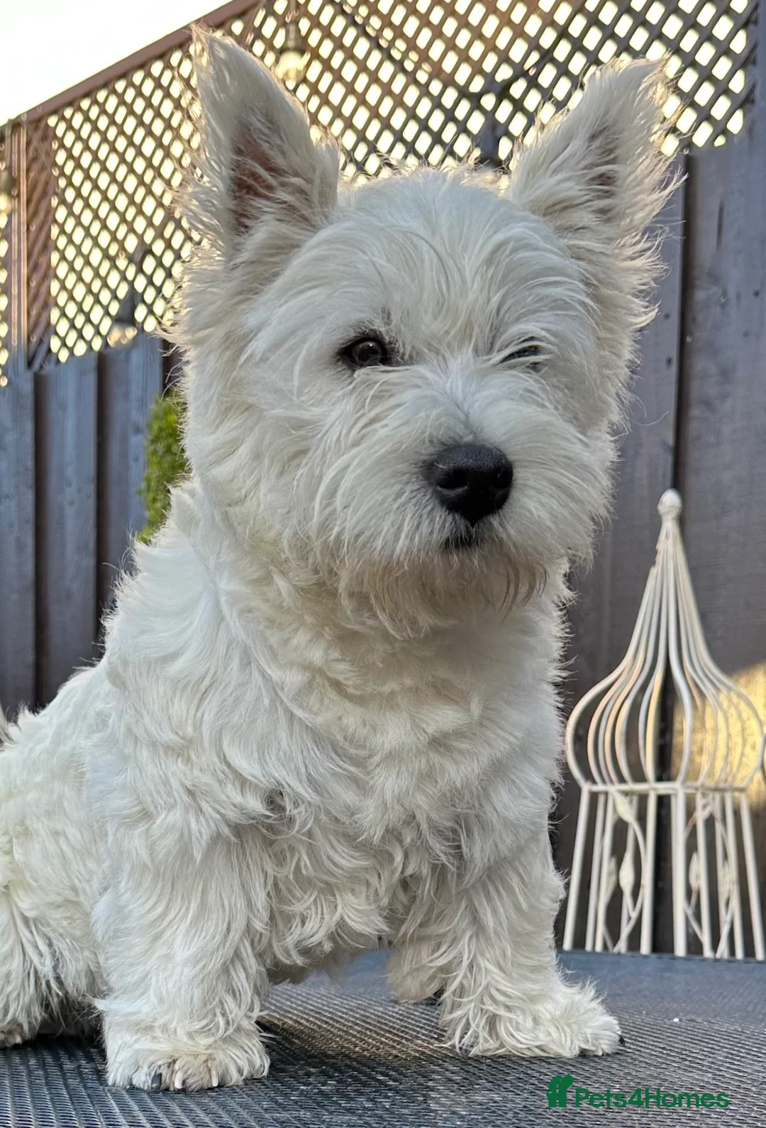 West Highland Terrier dogs for stud: West Highland Terrier in Lanark - Advert 3