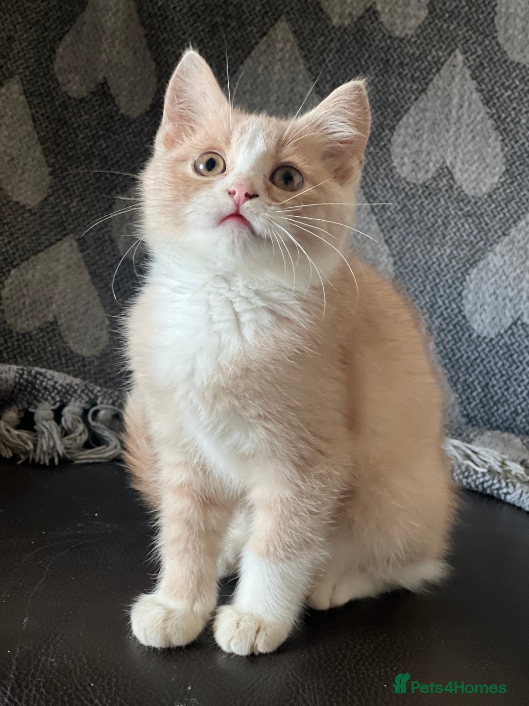 British Shorthair cats for sale: Beautiful British shorthair kittens  - Advert 3