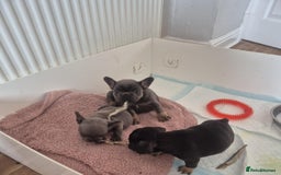 French Bulldog dogs for sale: French bulldog  puppies - Image 17