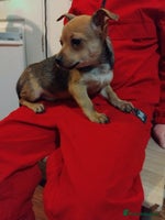 Mixed Breed dogs - Advert 9