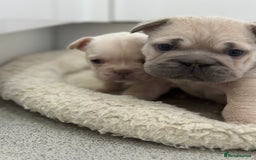 French Bulldog dogs for sale: French bulldog puppies  - Advert 4