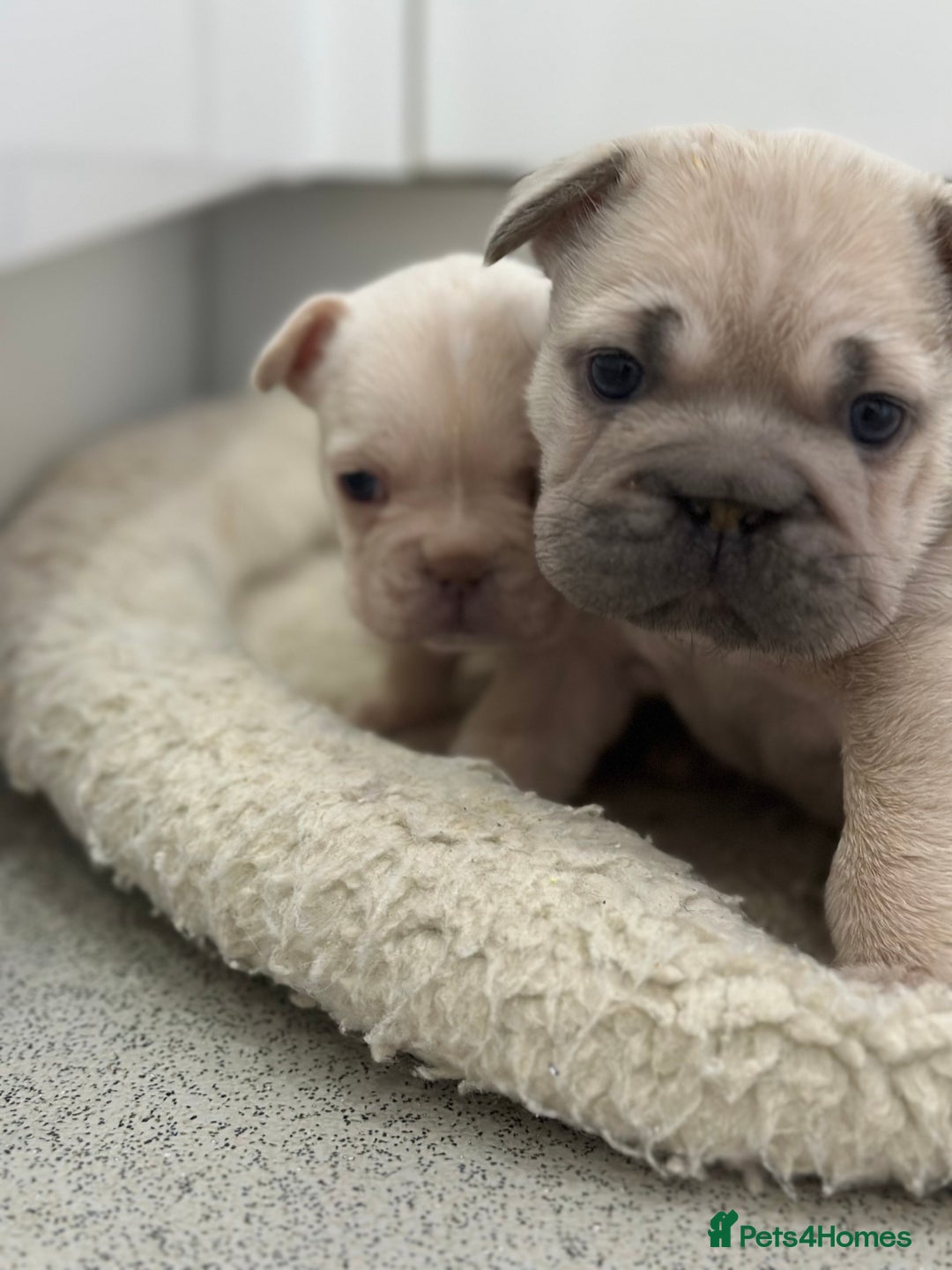 French Bulldog dogs for sale: French bulldog puppies  - Advert 4