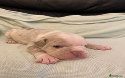 Mixed Breed dogs for sale: Old Tyme bulldogs puppies for sale.  - Image 4