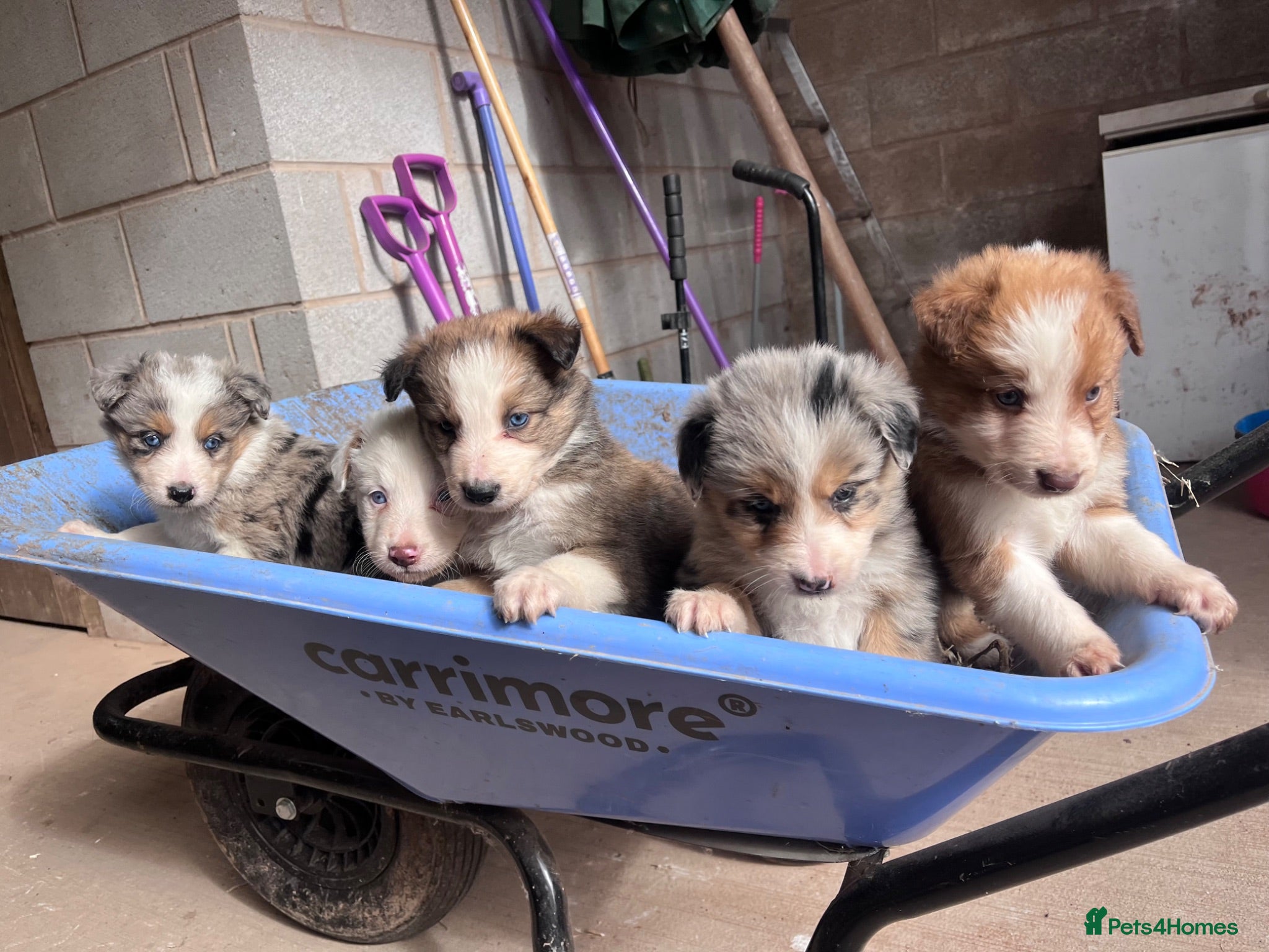 Mixed Breed dogs Collie puppies  - Advert 1