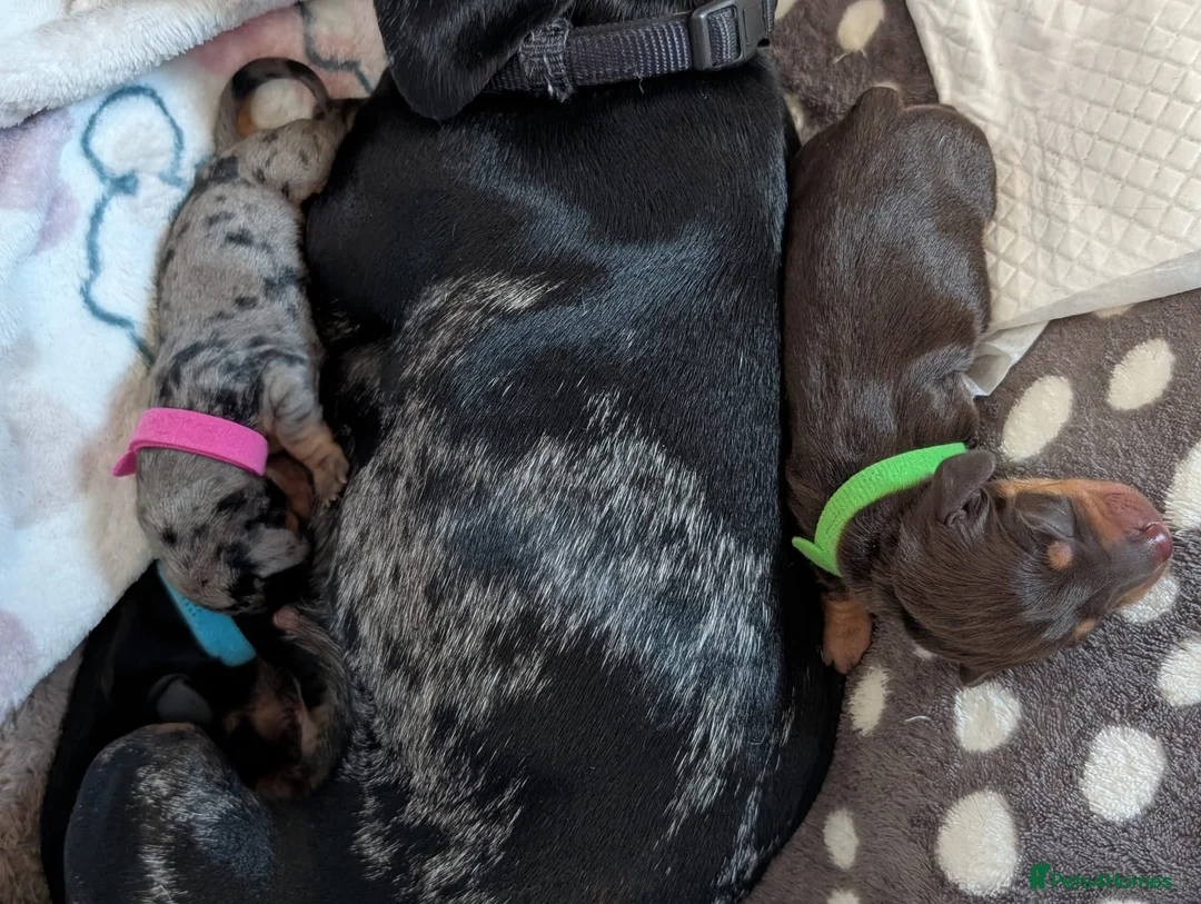 Miniature Dachshund dogs for stud: Smooth Cream Piebald for Stud  in Motherwell - Advert 5