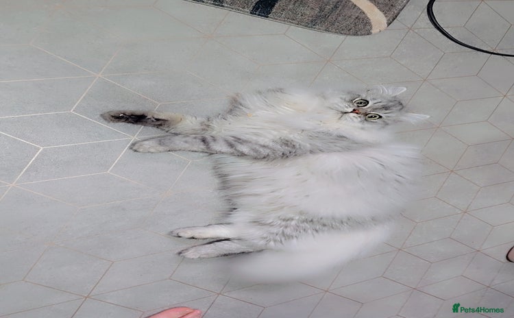 Persian cats - Advert 2