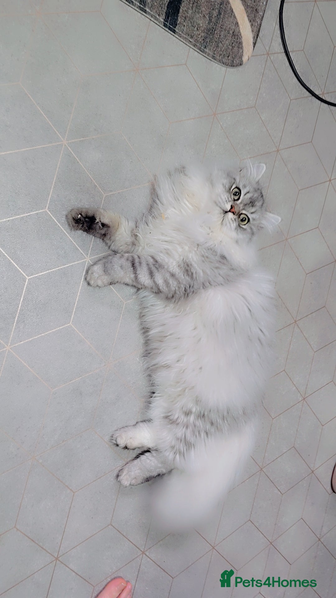 Persian cats for stud: chinchilla Persian stud ONLY - Image 6