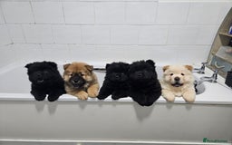 Chow Chow dogs for sale: Chow chow puppies  - Advert 1