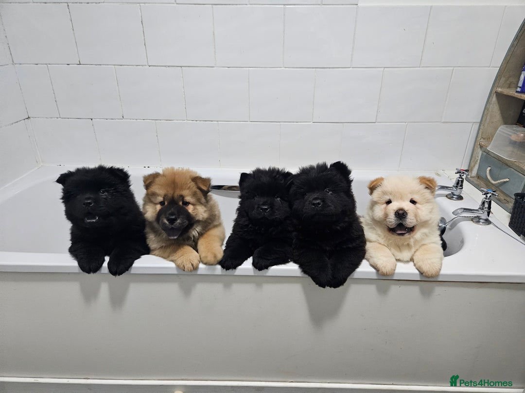 Chow Chow dogs for sale: Chow chow puppies  - Advert 1