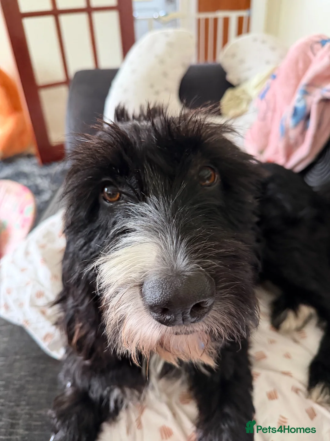 Mixed Breed dogs for sale: Bertie 💙 in Bideford - Advert 2