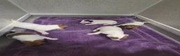 Jack Russell dogs for sale: Jack russell pups  in Stevenston - Advert 9