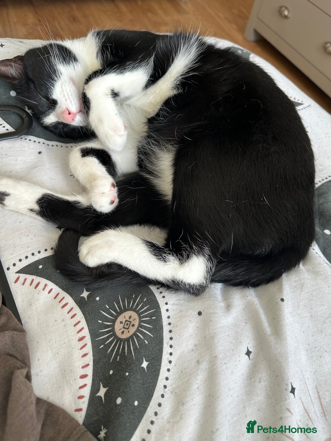 Domestic Shorthair cats for sale: Lovely cat-Tuxedo black and white breed  - Image 6