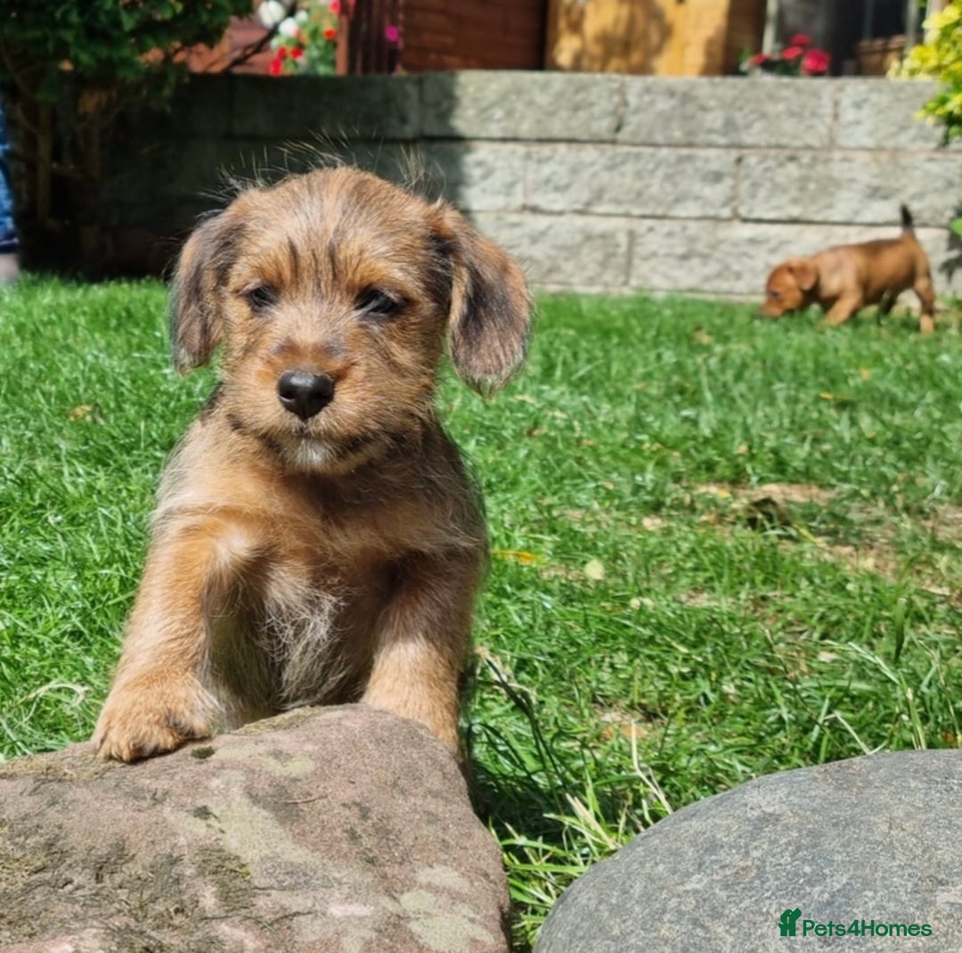 Mixed Breed dogs for sale: Gorgeous Jack Russell x Norfolk terrier pups  - Image 9