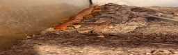 Centipedes invertebrates for sale: Young Darwin’s Goliath Centipede - Advert 4