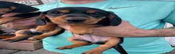 Miniature Dachshund dogs for sale: Ready now-1 KC registered miniature dachshund boy - Advert 20