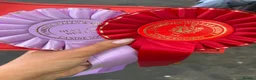 Miniature Dachshund dogs for sale: Show type mini longhair Boy from Crufts finalist  - Advert 25