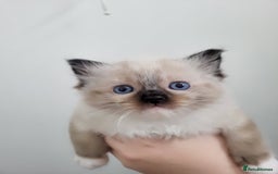 Ragdoll cats for sale: Ragdoll kittens - Image 5
