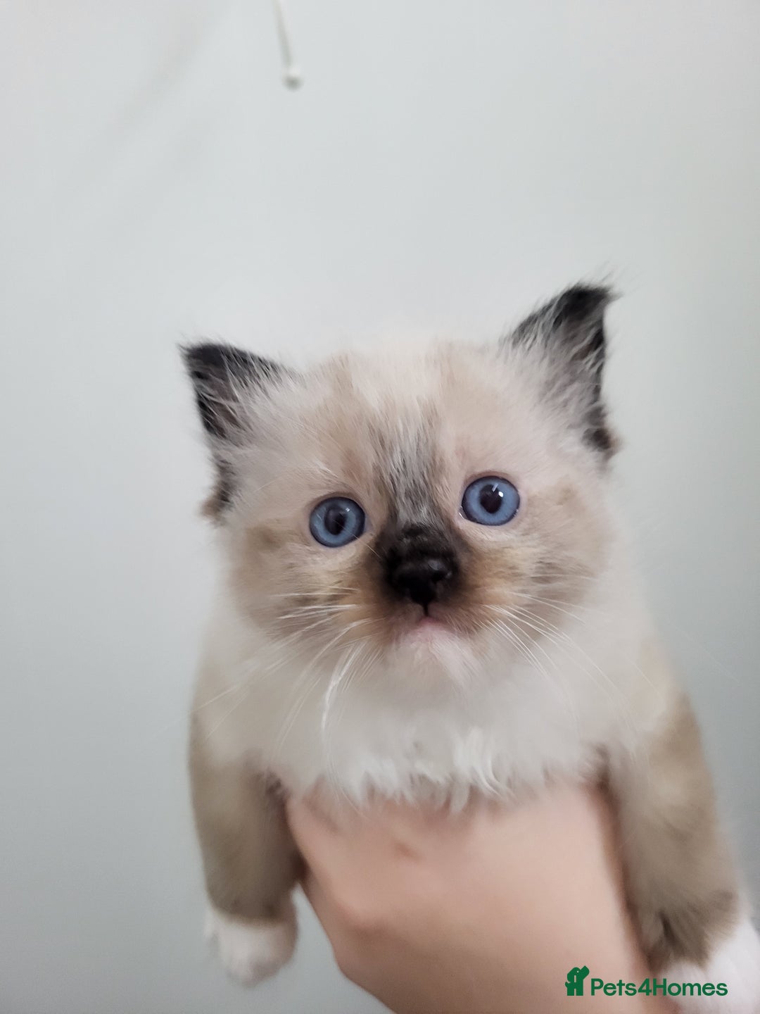 Ragdoll cats for sale: Ragdoll kittens - Image 5