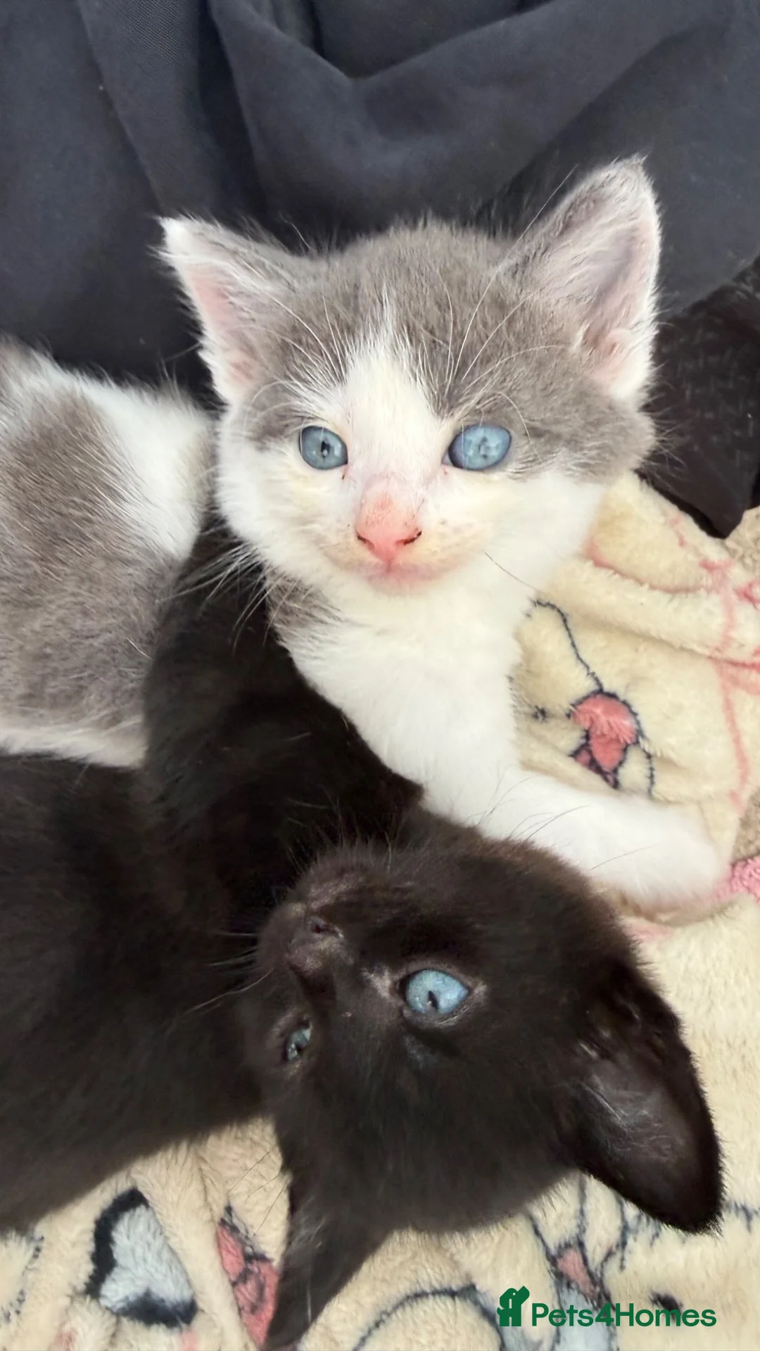 Mixed Breed cats for sale: 3 playful male kittens looking for forever home!  in North Shields - Advert 9
