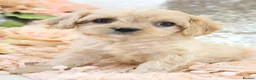 Cavapoo dogs for sale: Health Tested Cavapoo Puppies - Advert 14