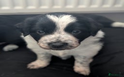 Border Collie dogs for sale: Collie mix puppies looking for their families! - Image 38