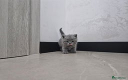 British Shorthair cats for sale: Beautiful British Short hairs kittens for sale - Image 5