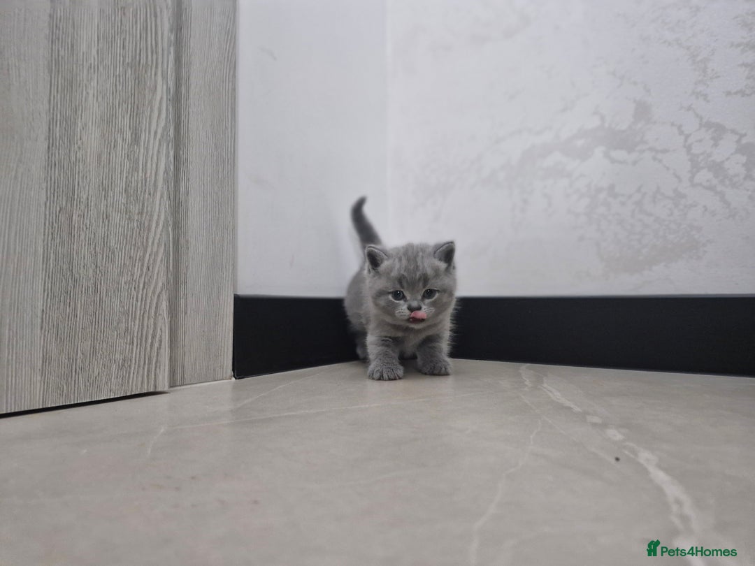 British Shorthair cats for sale: Beautiful British Short hairs kittens for sale - Image 5
