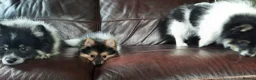 Mixed Breed dogs for sale: Gorgeous Pomeranian × Japanese Spitz Puppies in Falkirk - Advert 6