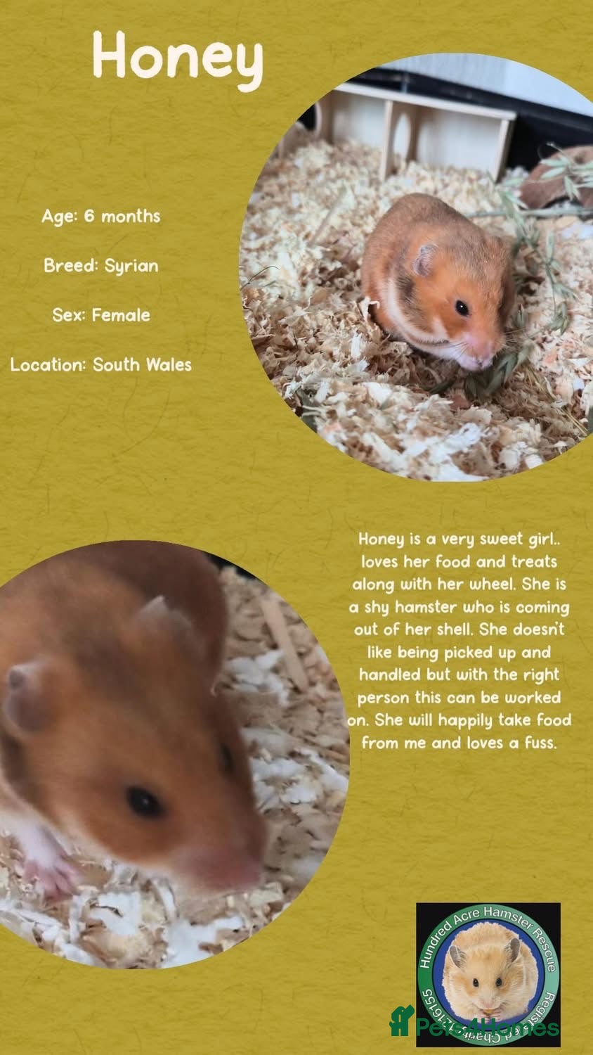 Hamster rodents Hamsters for adoption  - Advert 1