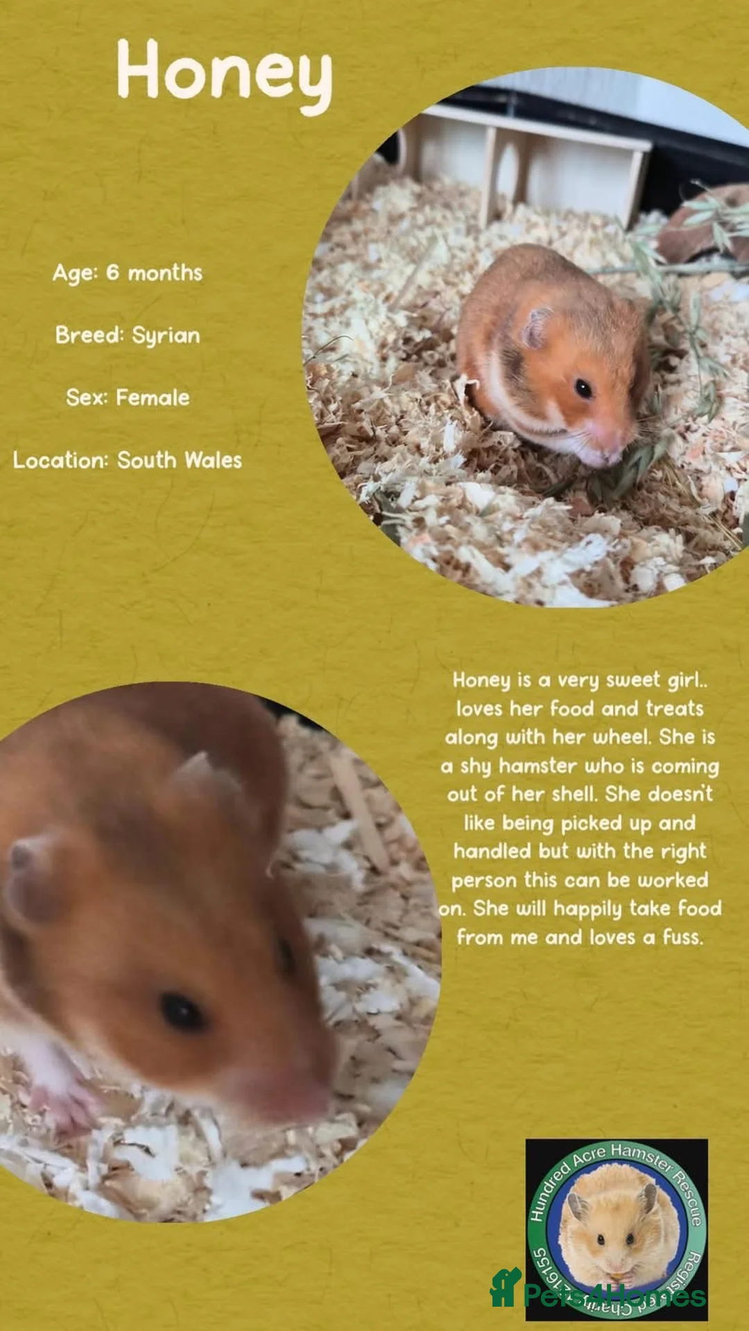 Hamster rodents for sale: Hamsters for adoption  - Advert 1