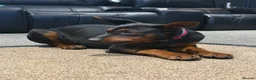 Chinese Red Dog dogs for sale: ( 1 GIRL LEFT  ) Chinese red dog  ( READY TO GO ) - Advert 6
