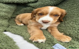 Cocker Spaniel dogs for sale: Stunning KC registered Working Cocker Spaniels  - Image 5