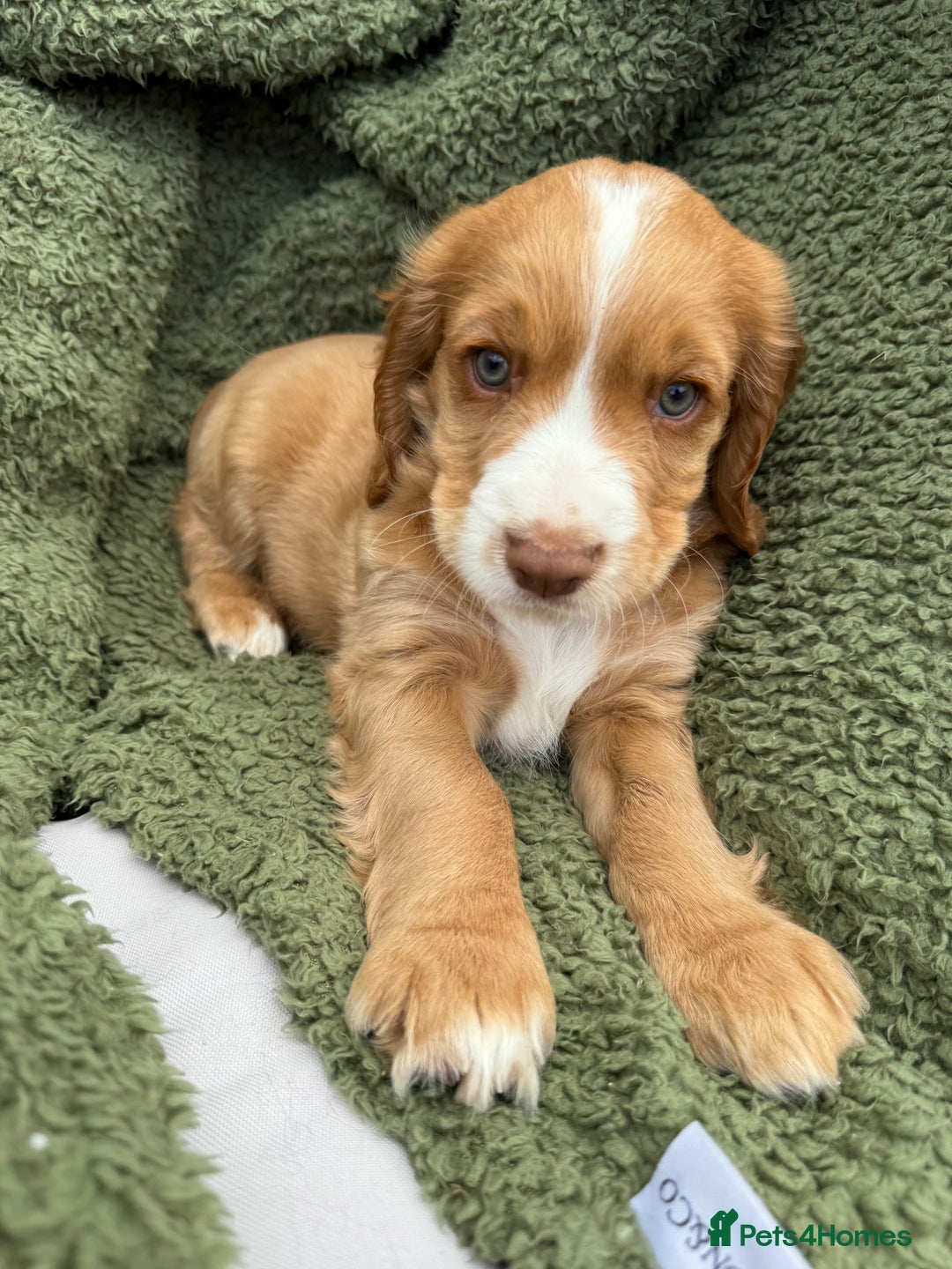 Cocker Spaniel dogs for sale: Stunning KC registered Working Cocker Spaniels  - Image 5