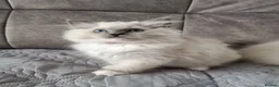 Ragdoll cats for sale: TICA registered ragdoll kittens  - Advert 6