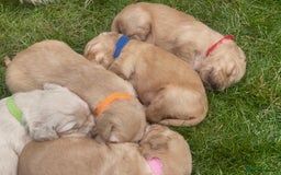 Golden Retriever dogs for sale: OUTSTANDING PEDIGREE GOLDEN RETRIVER PUPPIES KC - Image 16