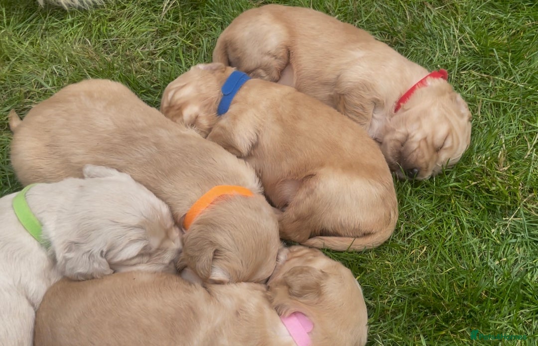 Golden Retriever dogs for sale: OUTSTANDING PEDIGREE GOLDEN RETRIVER PUPPIES KC - Image 16