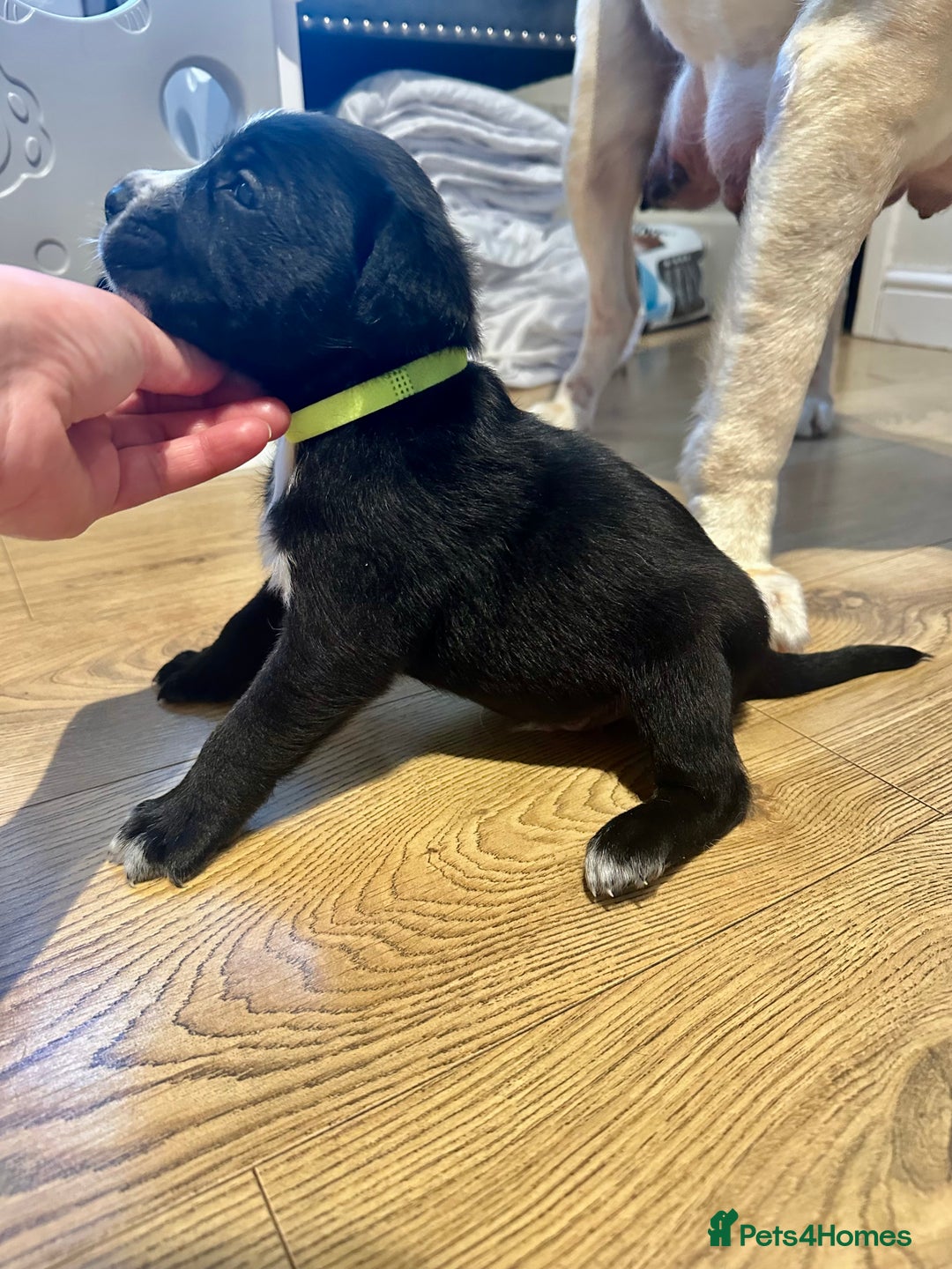 Mixed Breed dogs for sale: Lab- Cane Corso Puppies Looking for Loving Homes - Advert 10