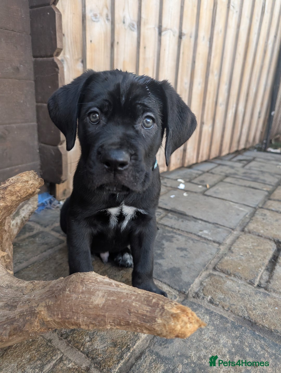 Cane Corso dogs for sale: Cane corso puppies.. - Image 15