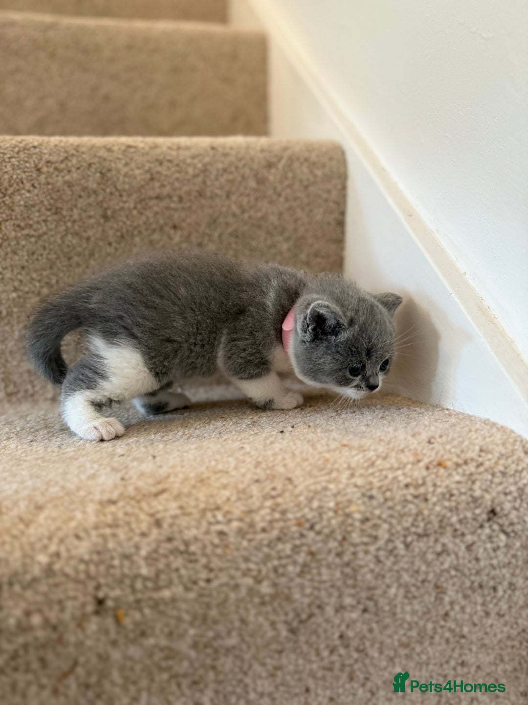 British Shorthair cats for sale: GCCF Bi-colour Blue and white BSH - Image 17