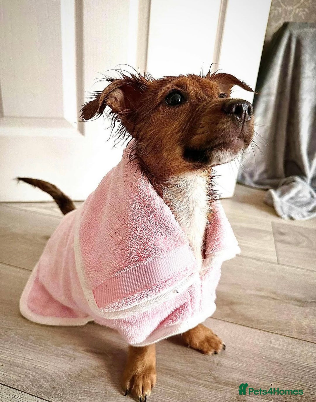 Mixed Breed dogs for sale: Toffee - Advert 3